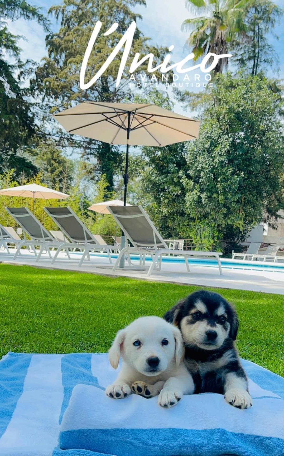 Hotel Boutique Unico Avandaro Valle de Bravo Eksteriør billede